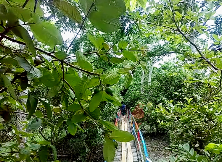 পর্যটকের অপেক্ষায় ঝালকাঠির পেয়ারারাজ্য