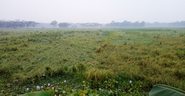 আমন ধান মাটিতে হেলে পড়ায় দিশেহারা কৃষক