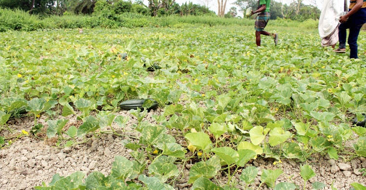 অনাবৃষ্টিতে দিশেহারা চাষিরা