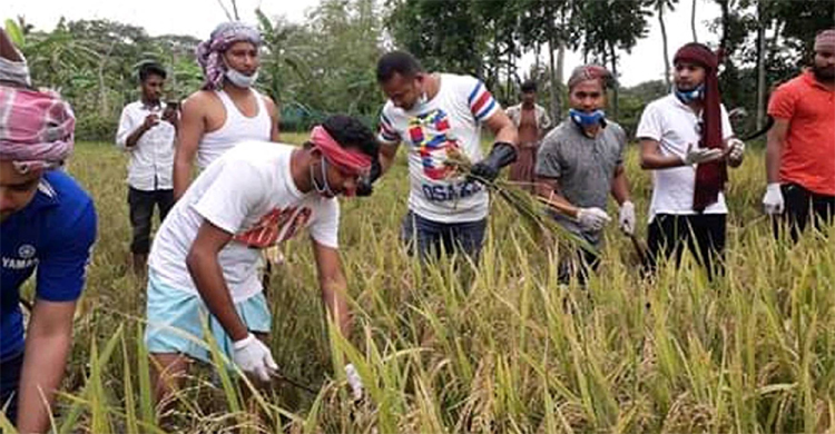কৃষকের ধান কেটে ঘরে তুলে দিল ছাত্রলীগ