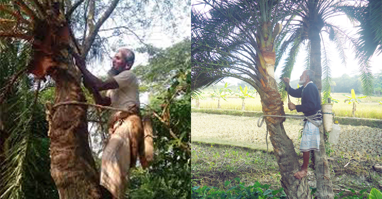 নারিকেলবাড়িয়ায় সারি সারি খেজুর গাছ