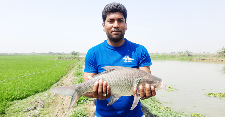 ঝিনাইদহে ৩ দফায় বেড়েছে মাছের খাবারের দাম, লোকসানে চাষিরা