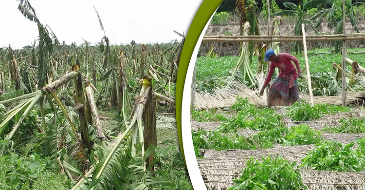 ঘূর্ণিঝড় আম্ফানে ২ লাখ ২৭ হাজার চাষি ক্ষতিগ্রস্ত