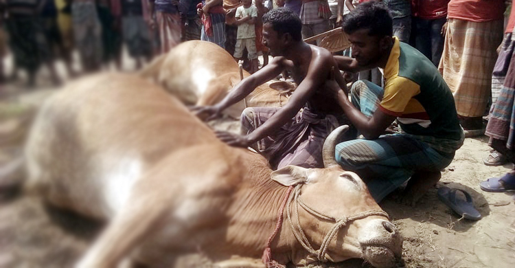 হালের দুই গরু হারিয়ে পাগলপ্রায় মজনু