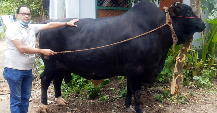 যুবরাজের দাম চাওয়া হচ্ছে ৩০ লাখ টাকা