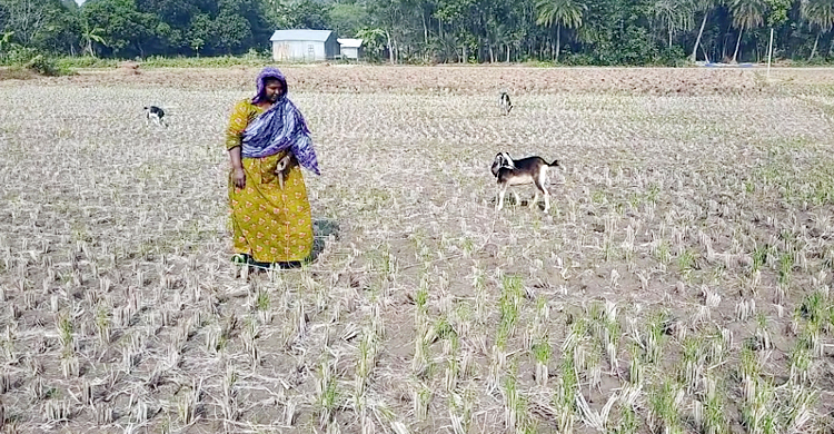 জাওয়াদে মার খেয়েছে ঝিনাইদহের রবিশস্য