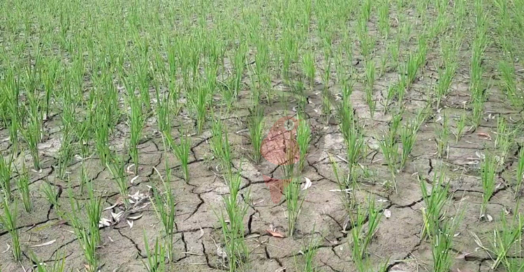 ঝিনাইদহে খরায় ফেটে চৌচির আমন ক্ষেত, ফলন বিপর্যয়ের শঙ্কা