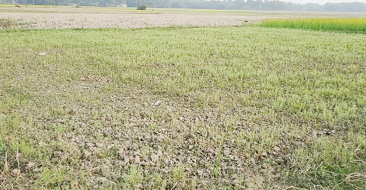 জাওয়াদে মার খেয়েছে ঝিনাইদহের রবিশস্য