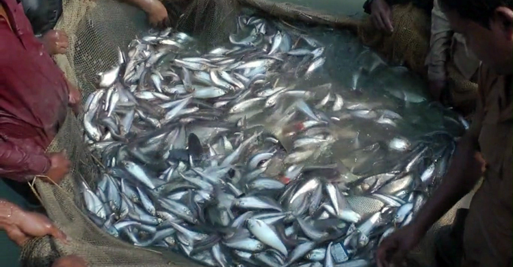 Jhenidah-Pabda-Fish-2