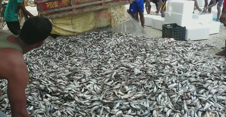 Jhenidah-Pabda-Fish-4