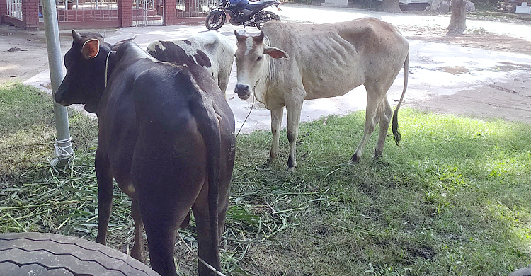 চোরের ফেলে যাওয়া গরু নিয়ে বিপাকে পুলিশ