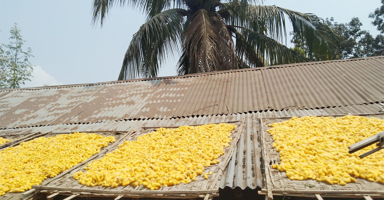হারানো ঐতিহ্য ফিরছে রেশমে, বাড়ছে চাষও