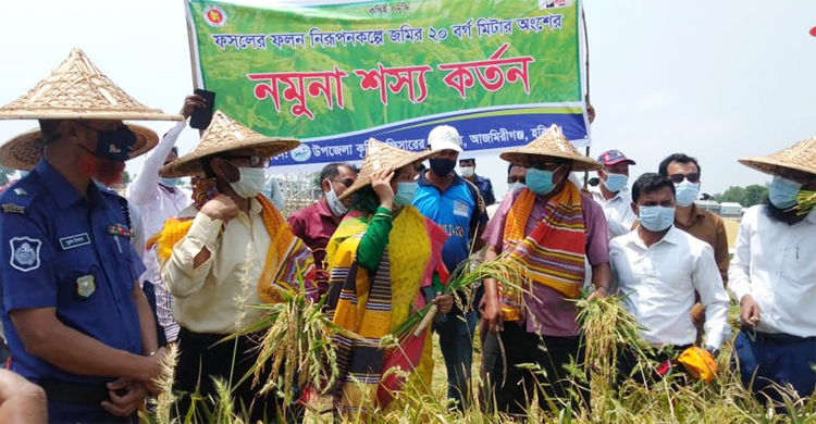 হাওরে ধান ৮০ শতাংশ পাকলেই কাটার তাগিদ