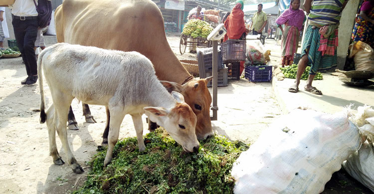 ঝিনাইদহে চলছে পরিবহন ধর্মঘট, শাকসবজি খাচ্ছে গরু