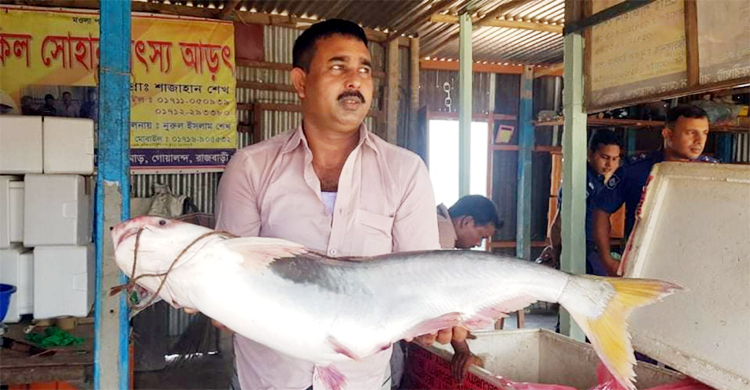 পদ্মার ১৫ কেজির পাঙ্গাস বিক্রি হলো সাড়ে ১৯ হাজারে