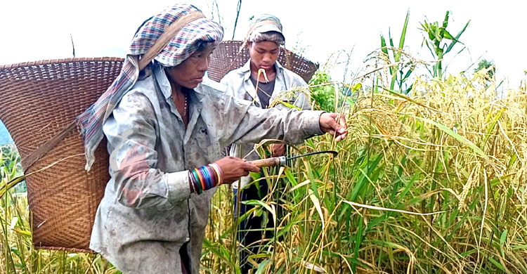 জুমের ধানে হাসি নেই চাষির মুখে