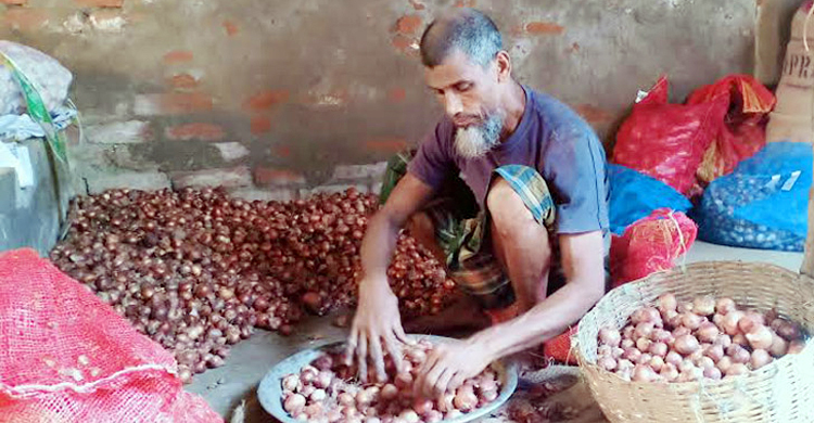 এক লাফে পেঁয়াজের কেজি ২৩০ টাকা