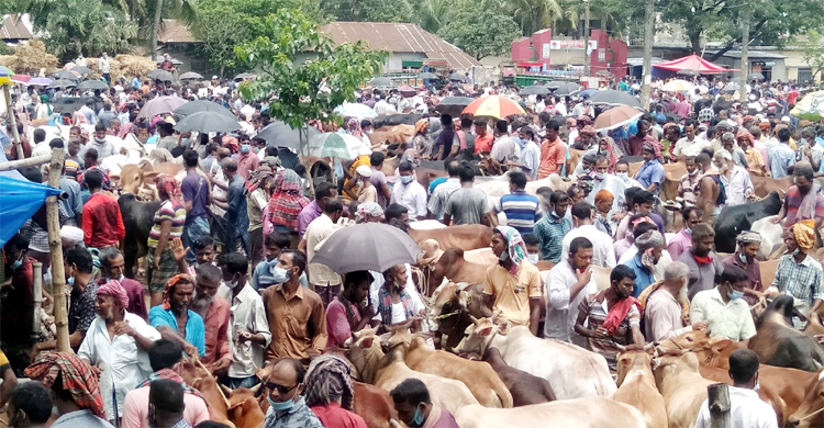 জয়পুরহাটে গরুর হাট যেন লোকারণ্য