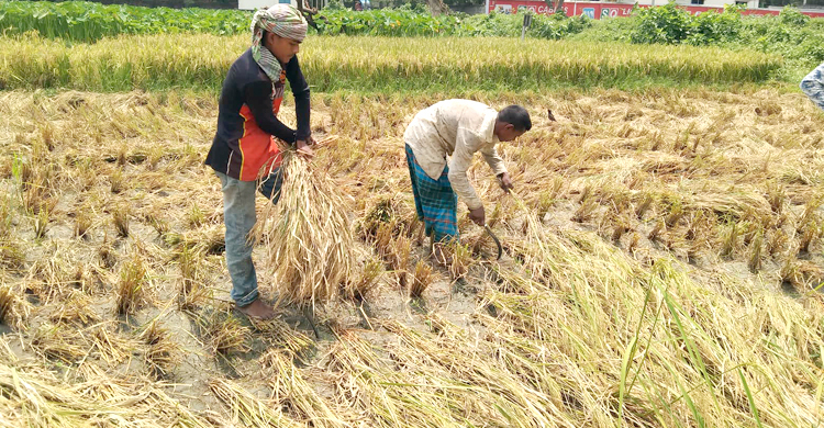 ধান ঘরে তুলতে দ্বিগুণ খরচ, দুশ্চিন্তায় কৃষক