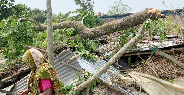 জয়পুরহাটে ঝড়ে গাছচাপায় যুবকের মৃত্যু, ফসলের ব্যাপক ক্ষতি