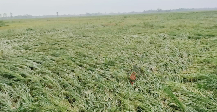জয়পুরহাটে ঝড়ে গাছচাপায় যুবকের মৃত্যু, ফসলের ব্যাপক ক্ষতি