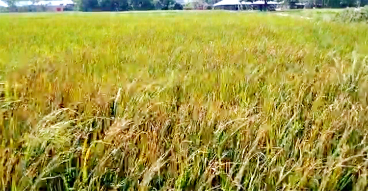 দুই ইটভাটার বিষাক্ত ধোঁয়ায় ঝলসে গেলো শত বিঘা ধানক্ষেত