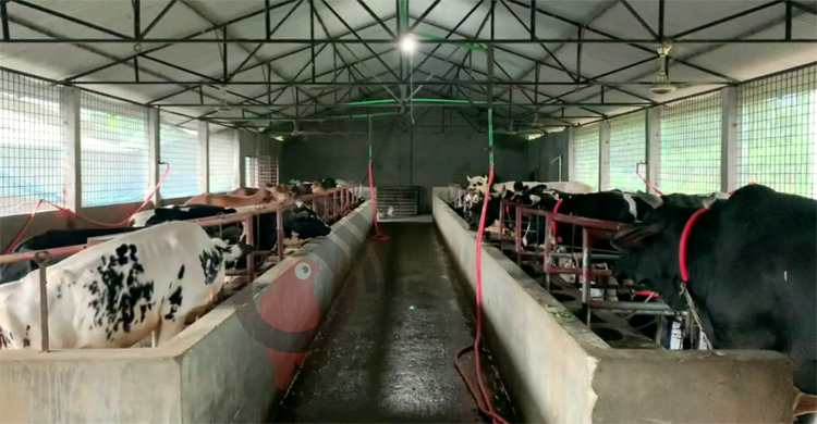 ‘গরু নিয়ে খুব কষ্টে আছি, খাবার দিতে পারছি না’