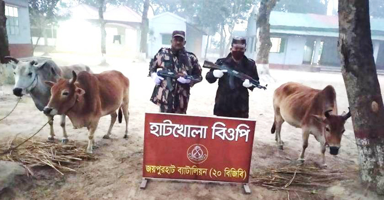 ১৬ কেজি গাঁজাসহ ৩টি ভারতীয় গরু জব্দ, গ্রেফতার-৩