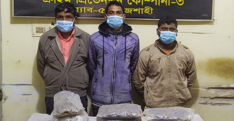১৬ কেজি গাঁজাসহ ৩টি ভারতীয় গরু জব্দ, গ্রেফতার-৩