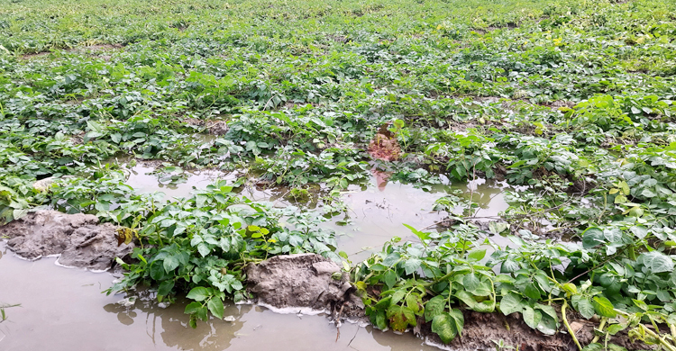 জয়পুরহাটে বৃষ্টিতে আলুর ব্যাপক ক্ষতির আশঙ্কা