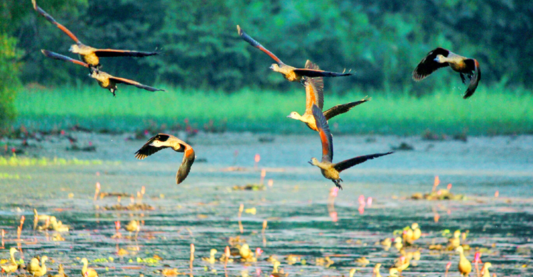 জাবিতে পাখি মেলা শুক্রবার