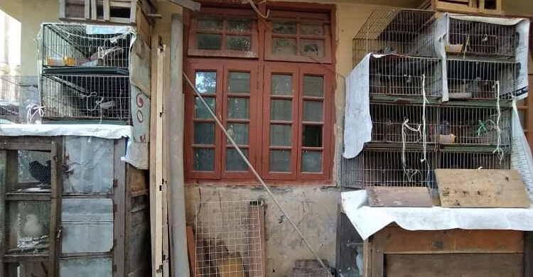 জবিতে ক্লাসরুমের পাশে কবুতরের খামার