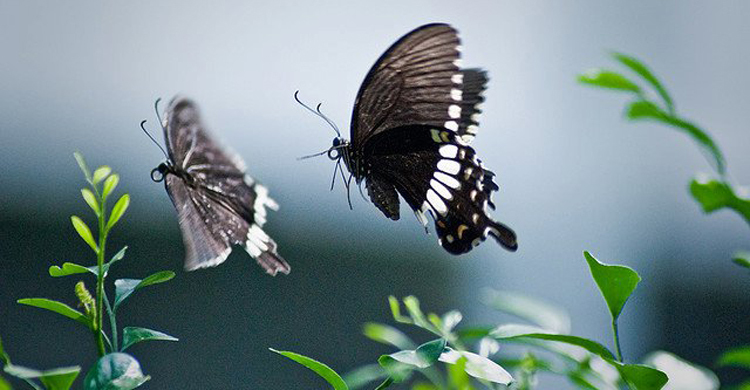 জাবিতে প্রজাপতি মেলা ১০ ডিসেম্বর