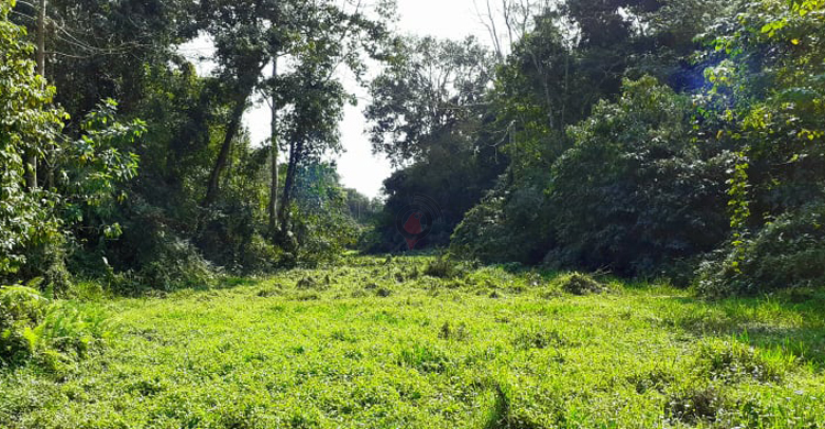 সংরক্ষিত বনের দুই হাজার একর জমি ইজারা দেয়ার পাঁয়তারা