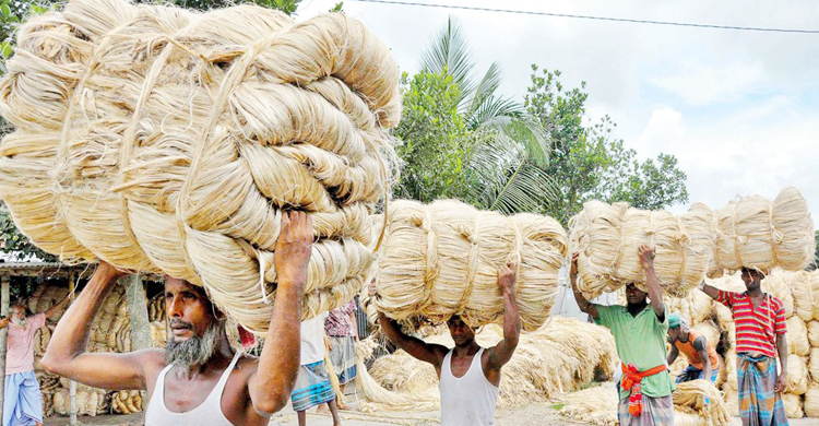 রপ্তানিতে পাটের অবদান ৯০ থেকে ৩ ভাগে নেমেছে