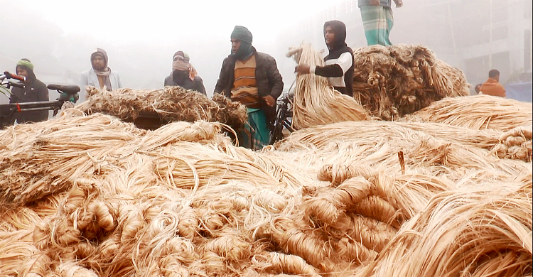 পাটের দামে ভারি হচ্ছে কৃষকের লোকসানের বোঝা