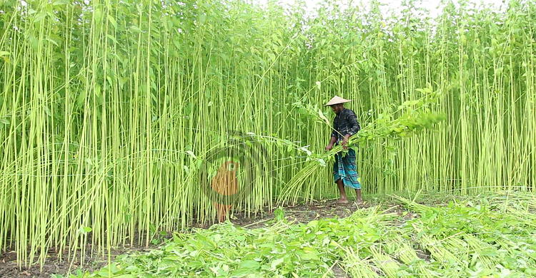 পাটকে কৃষিপণ‌্য ঘোষণা করে গেজেট