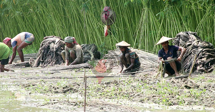 সোনালী পাট যেন চাষিদের গলার কাঁটা!