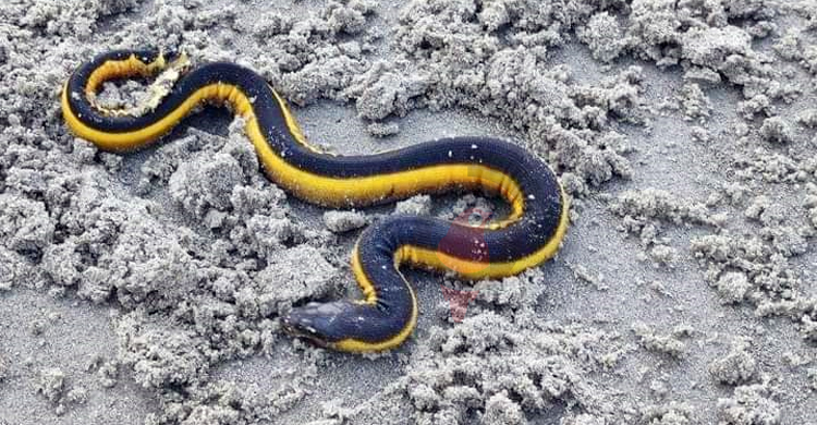 কুয়াকাটা সৈকতে দেখা মিললো বিষধর ‘ইয়েলো-বেলাইড সি স্নেকের’