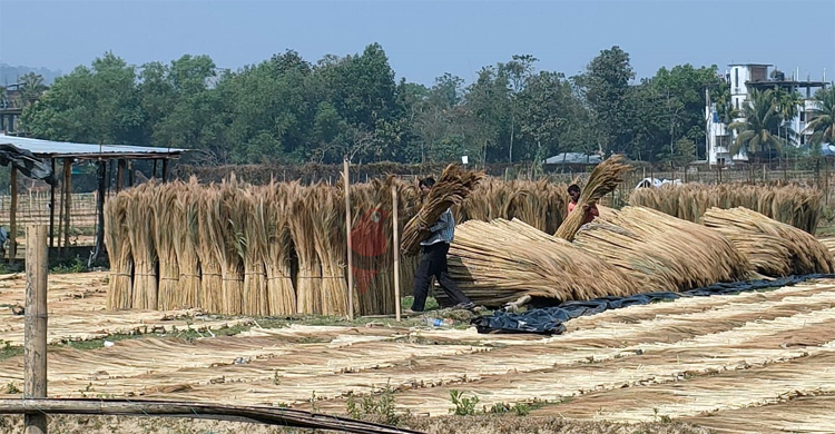 পাহাড় ছাড়িয়ে সমতলের চাহিদা মেটাচ্ছে প্রকৃতির ‘ফুলঝাড়ু’