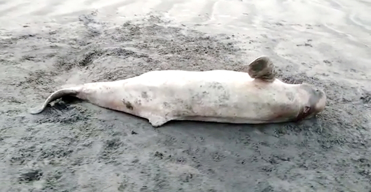 কুয়াকাটা সৈকতে ভেসে এলো অর্ধগলিত ডলফিন
