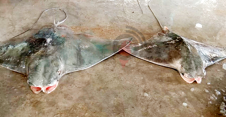 কুয়াকাটায় ধরা পড়লো দুই ‘বাদুড় মাছ’