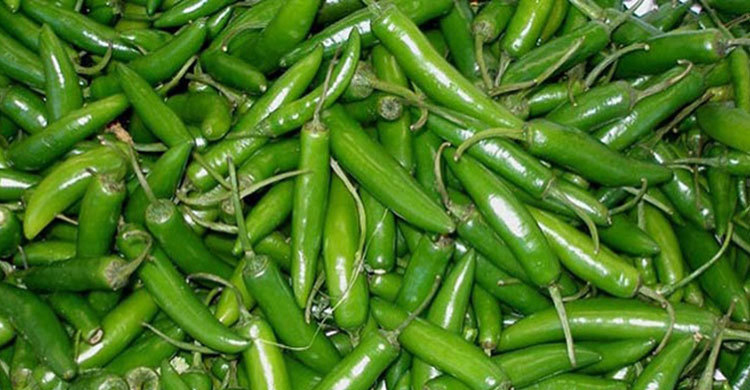 পটুয়াখালীতে কাঁচা মরিচের কেজি ৩০০