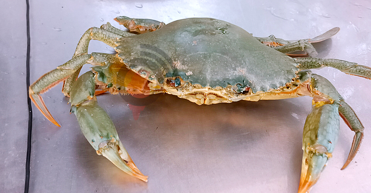 কুয়াকাটায় দেখা মিললো সামুদ্রিক নীল মান্না কাঁকড়ার