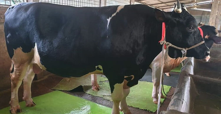 ‘কালাচানের’ ওজন এক টন, দাম হাঁকা হচ্ছে সাড়ে ১৪ লাখ টাকা