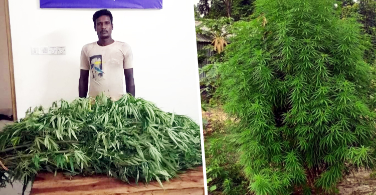 গাঁজার গাছসহ আ.লীগ নেতার বাড়ির কেয়ারটেকার আটক