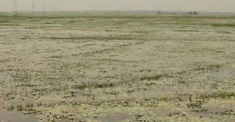 কালীগঞ্জে বিলে গোসলে নেমে যুবকের মৃত্যু