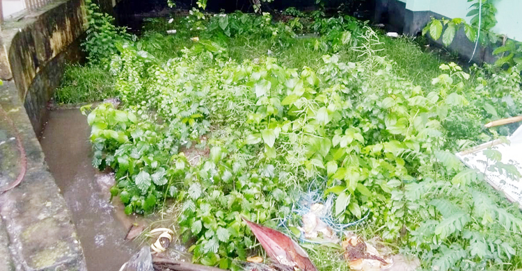 মশায় অতিষ্ঠ কালীগঞ্জ পৌরবাসী