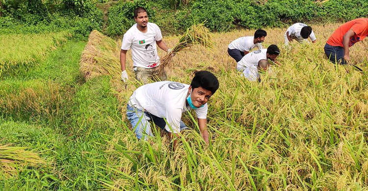 কৃষকের ধান কেটে মাড়াই করে দিচ্ছে ছাত্রলীগ