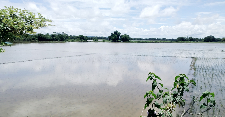 নৈনাছড়া নদীতে বাঁশের ঘেরা, পানির নিচে ৩০০ একর আমন
